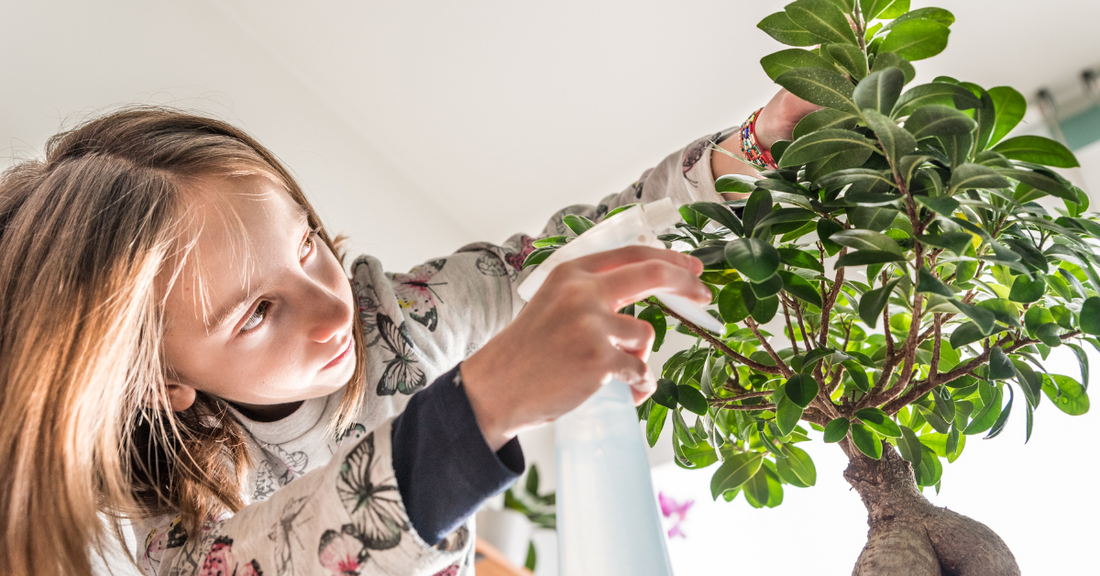 De Populairste Bonsai voor Beginners: Een Gids om te Starten