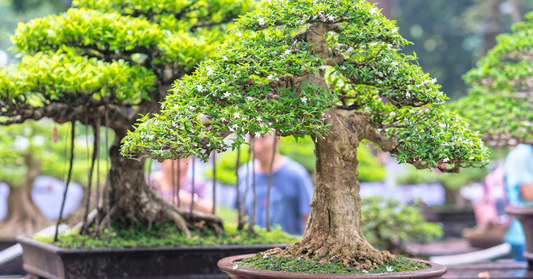 De Wereld van Bonsai Potten: Een Gids voor de Juiste Keuze