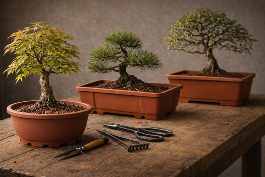 Bonsai trainingspotten: waarom ze je boom sneller beter maken (en welke je kiest)