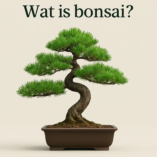 Wat is bonsai nou eigenlijk? (Spoiler: het is geen Japans miniboompje)